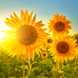3 sunflowers