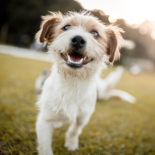 happy scruffy white terrier dog