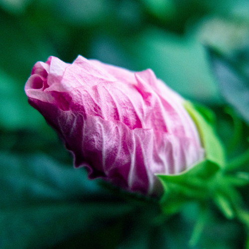 Pink flower bud on a green leaf background